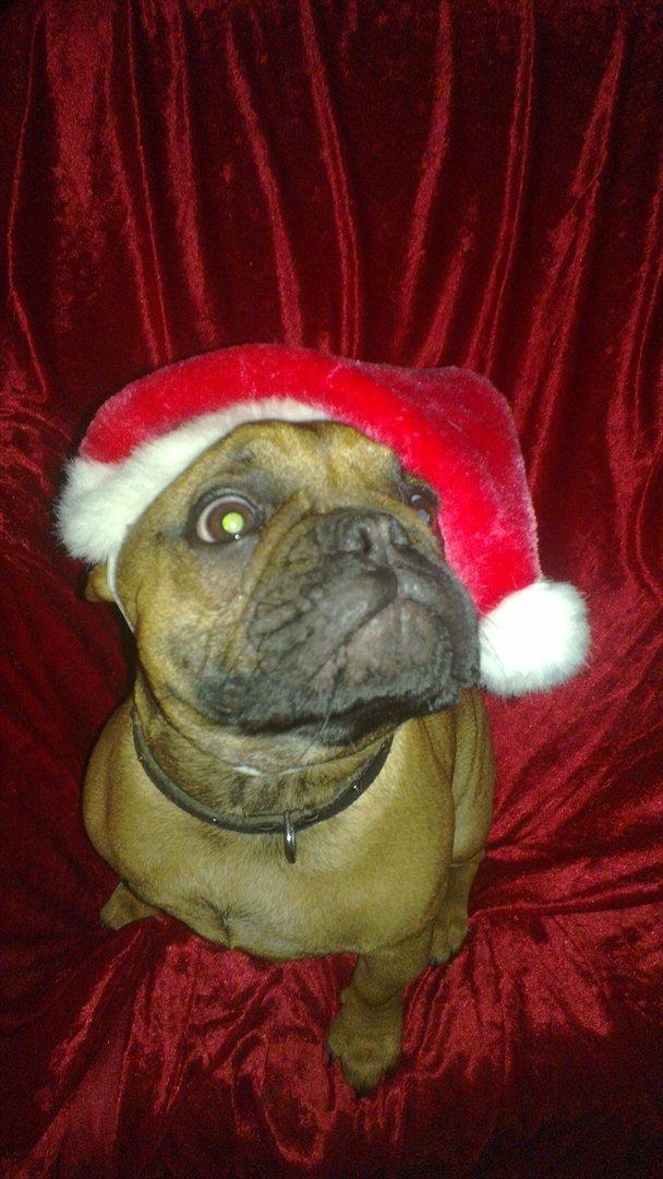 Fransk bulldog Bambus billede 10