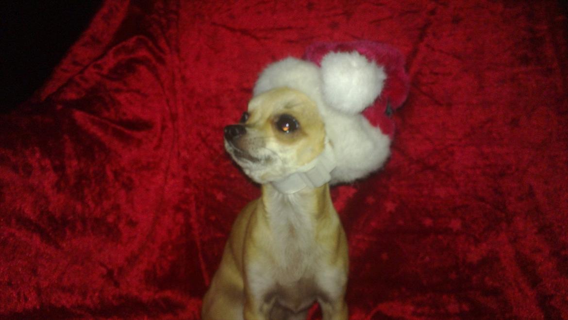 Chihuahua Rockey billede 19