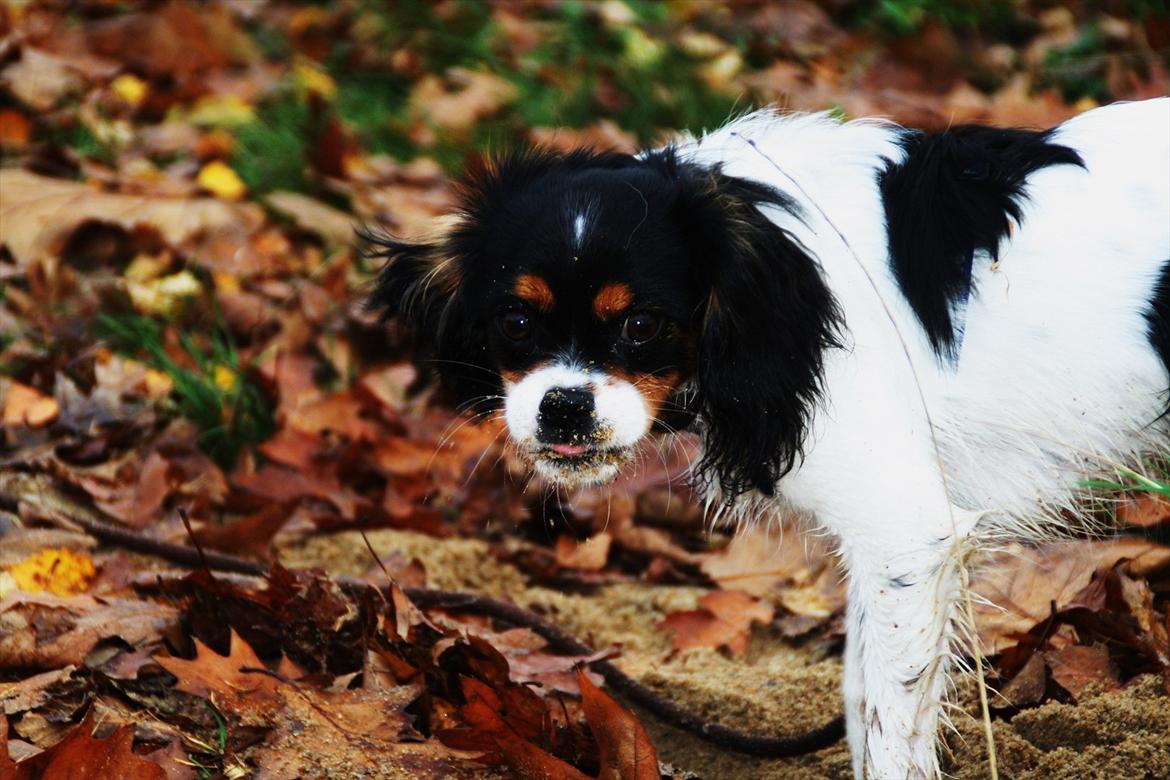 Cavalier king charles spaniel Sako billede 15