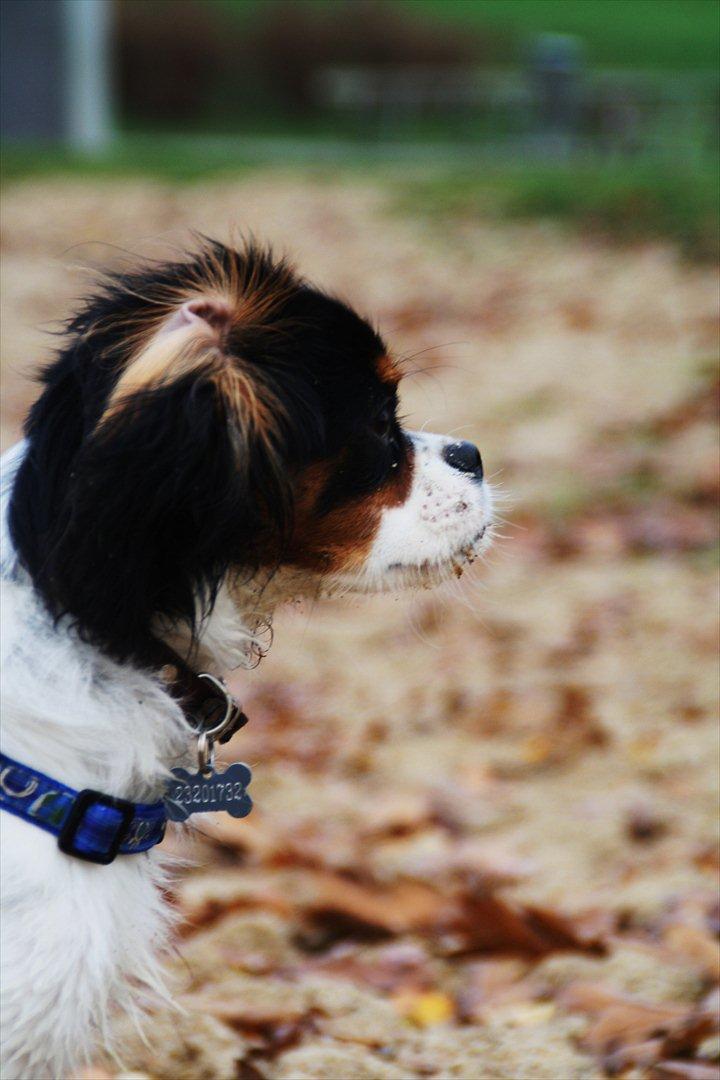 Cavalier king charles spaniel Sako billede 16