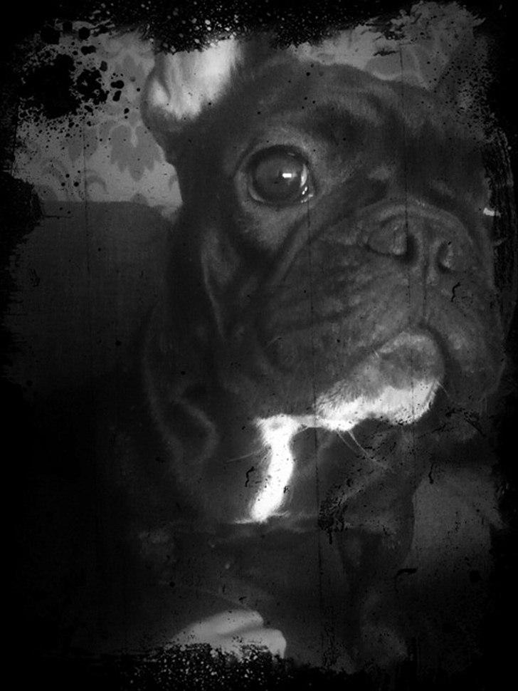 Fransk bulldog Mona billede 1