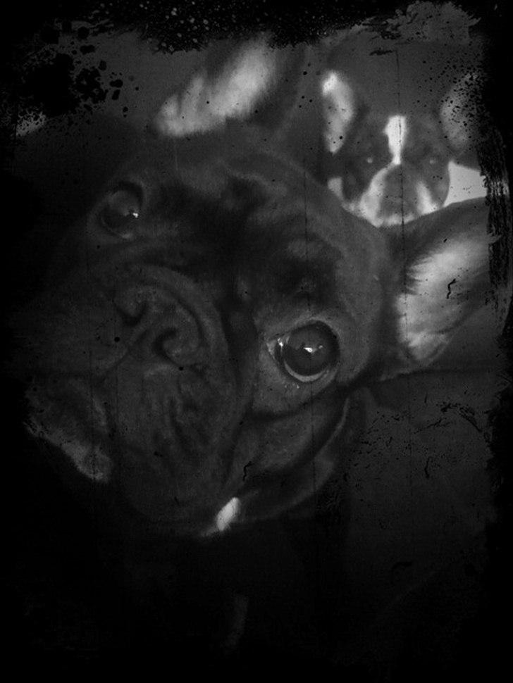 Fransk bulldog Mona billede 3