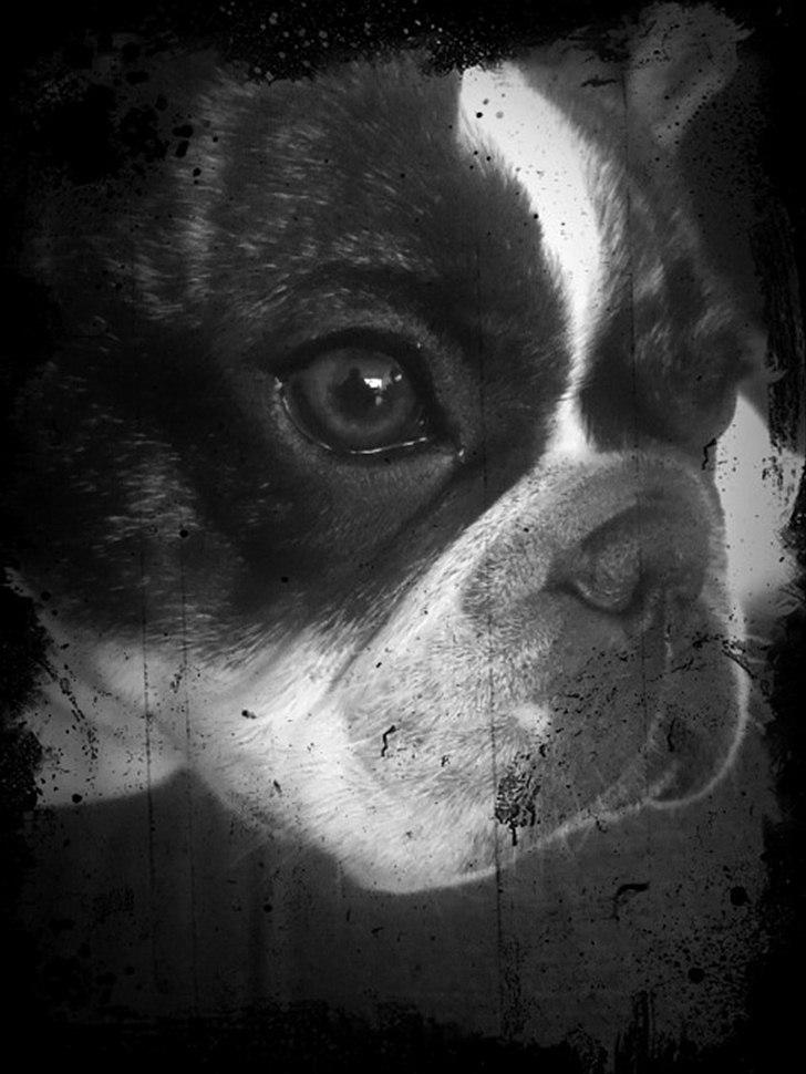 Fransk bulldog Daimi billede 2