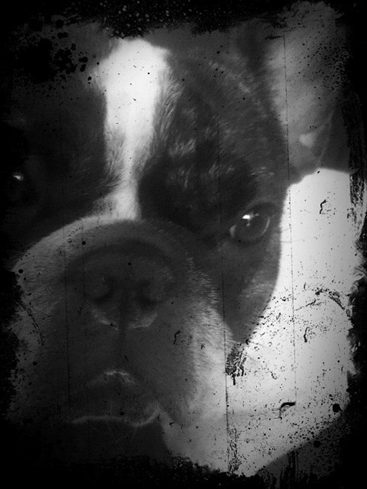 Fransk bulldog Daimi billede 3