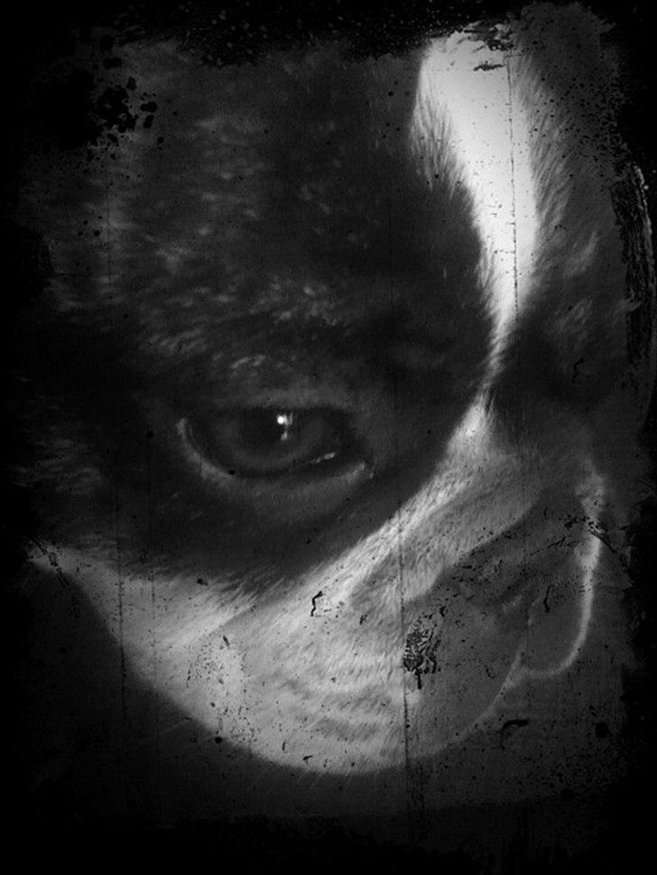 Fransk bulldog Daimi billede 4