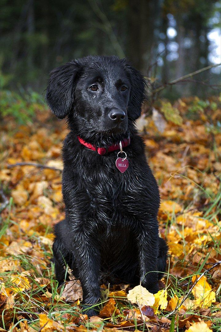 Labrador retriever / Flat coat - Bella - Lækker efterårs tur i skoven her er hun vel godt 17 uger gammel (: billede 4