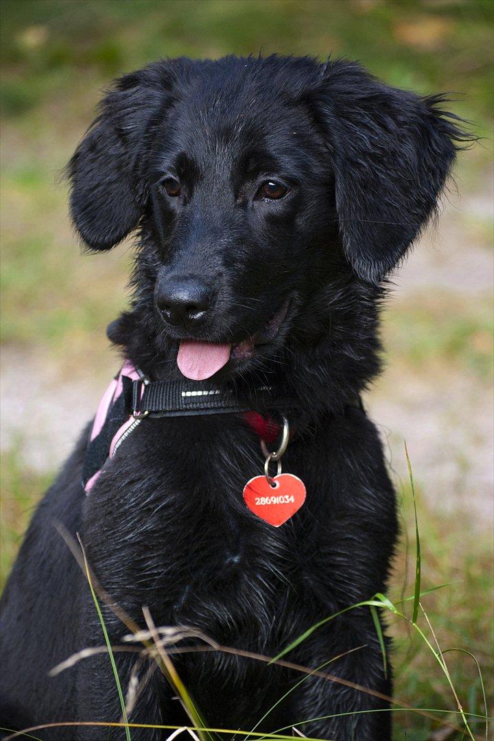 Labrador retriever / Flat coat - Bella - 17 uger gammel (: billede 7