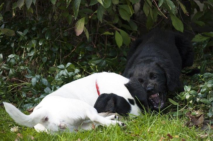 Labrador retriever / Flat coat - Bella - Farlig hund! billede 9