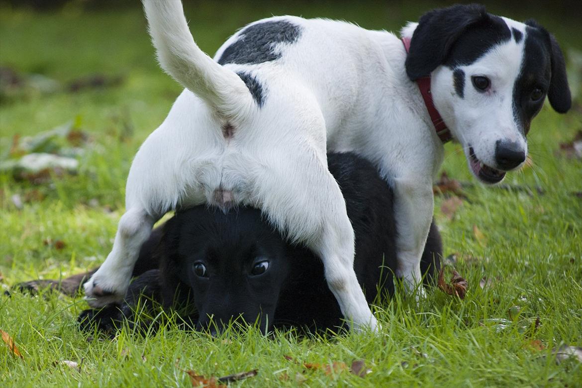 Labrador retriever / Flat coat - Bella - "Bare vent til jeg bliver større!" billede 11