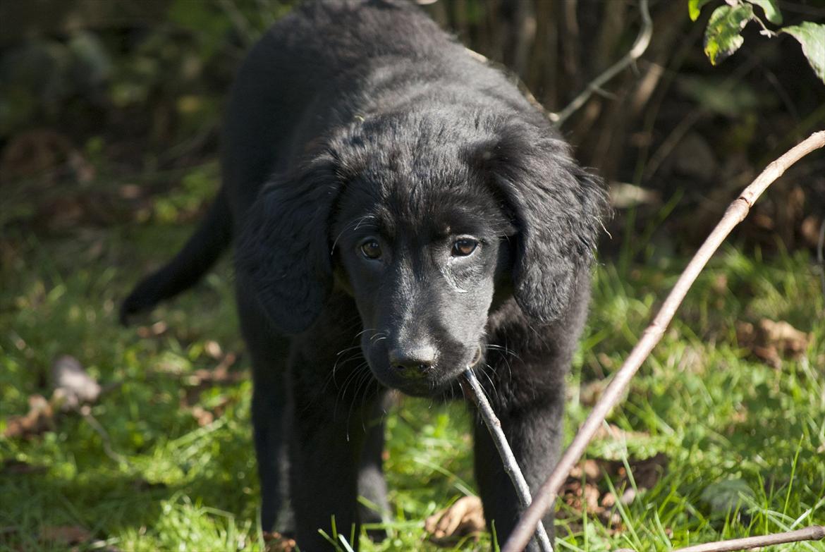 Labrador retriever / Flat coat - Bella - Piiiiiind! billede 12