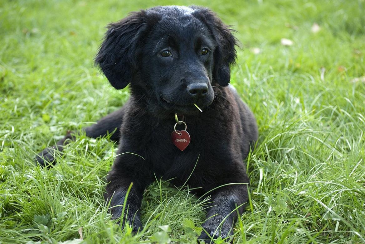 Labrador retriever / Flat coat - Bella billede 13