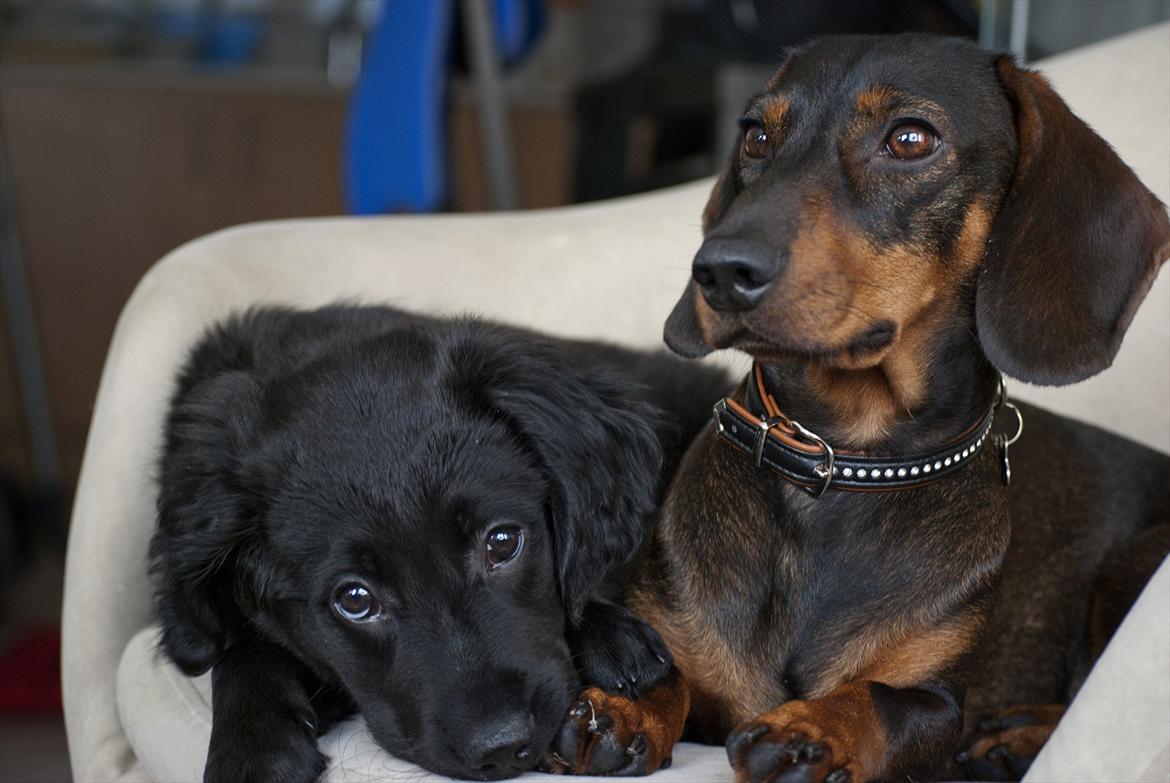 Labrador retriever / Flat coat - Bella - Lille fisen uskyldige udtryk (: billede 15