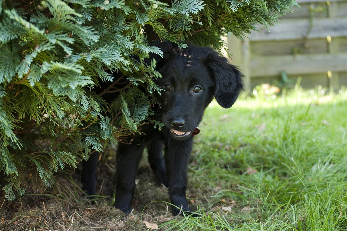 Labrador retriever / Flat coat - Bella - Står på lur! ;) billede 14