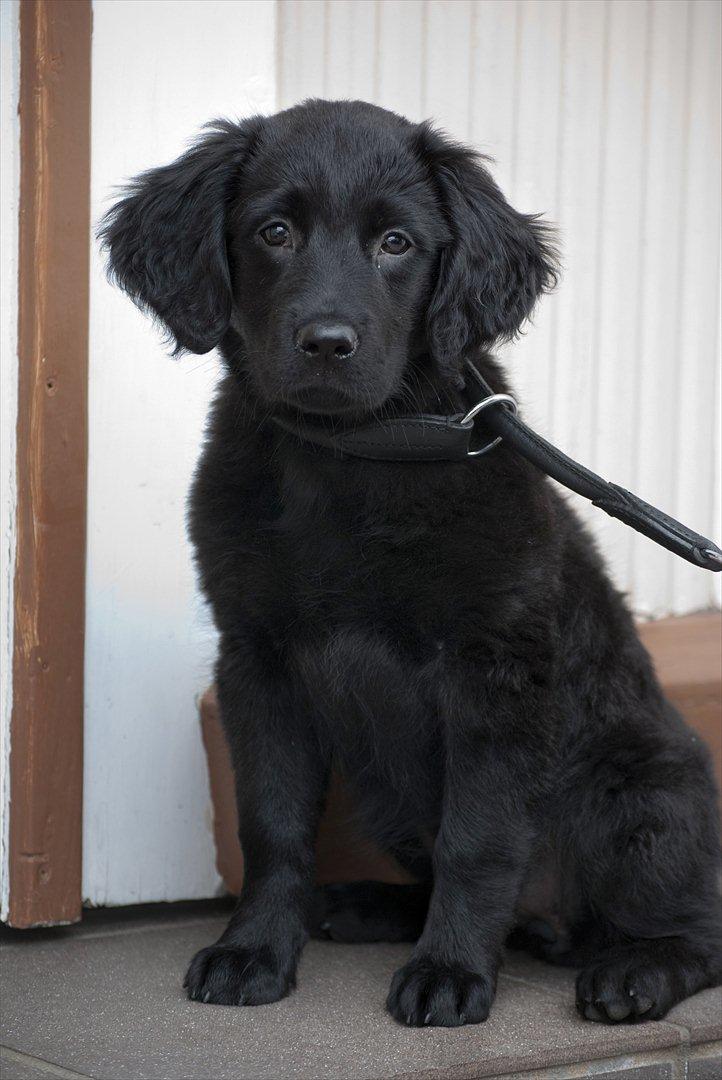 Labrador retriever / Flat coat - Bella - Her er hun vidst 10-11 uger gammel (: billede 16