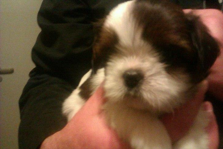 Shih tzu Kiki - (6uger) billede 5