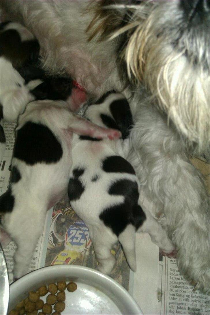 Shih tzu Kiki - (6timer) billede 1