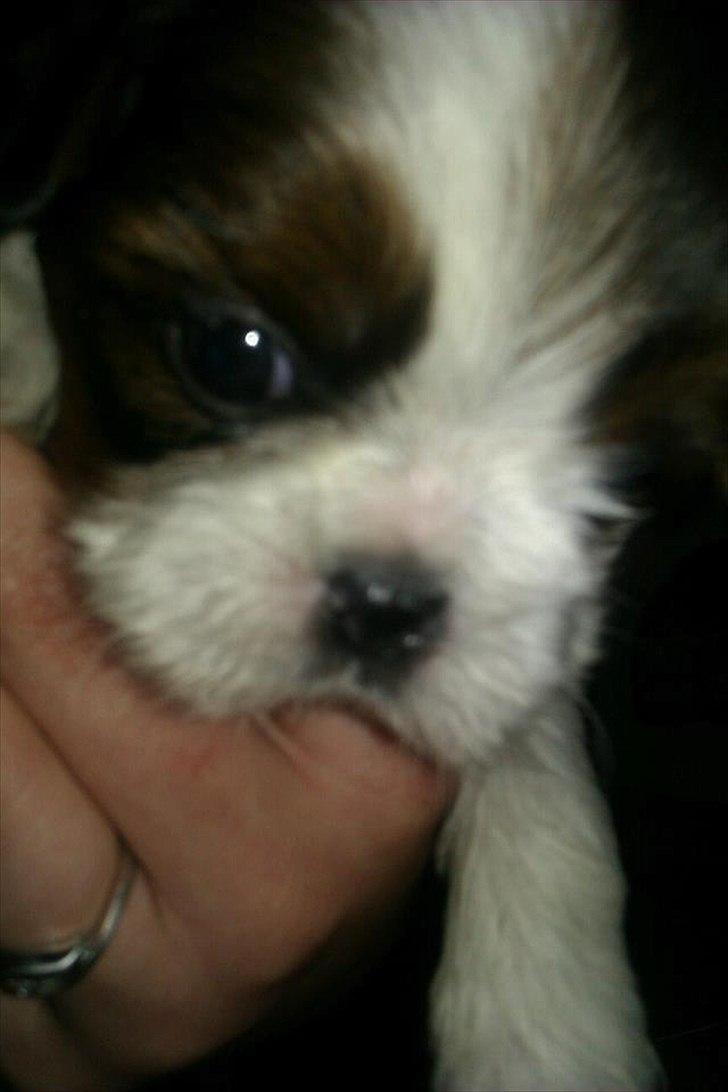 Shih tzu Kiki - (7uger) billede 6