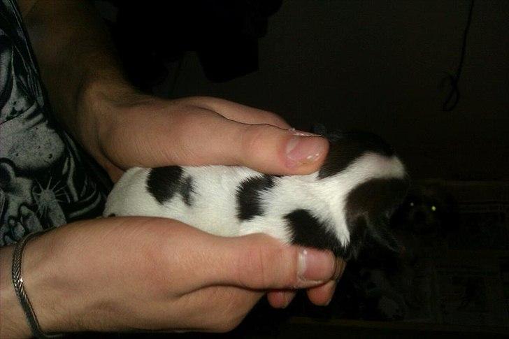 Shih tzu Kiki - (2uger) billede 4