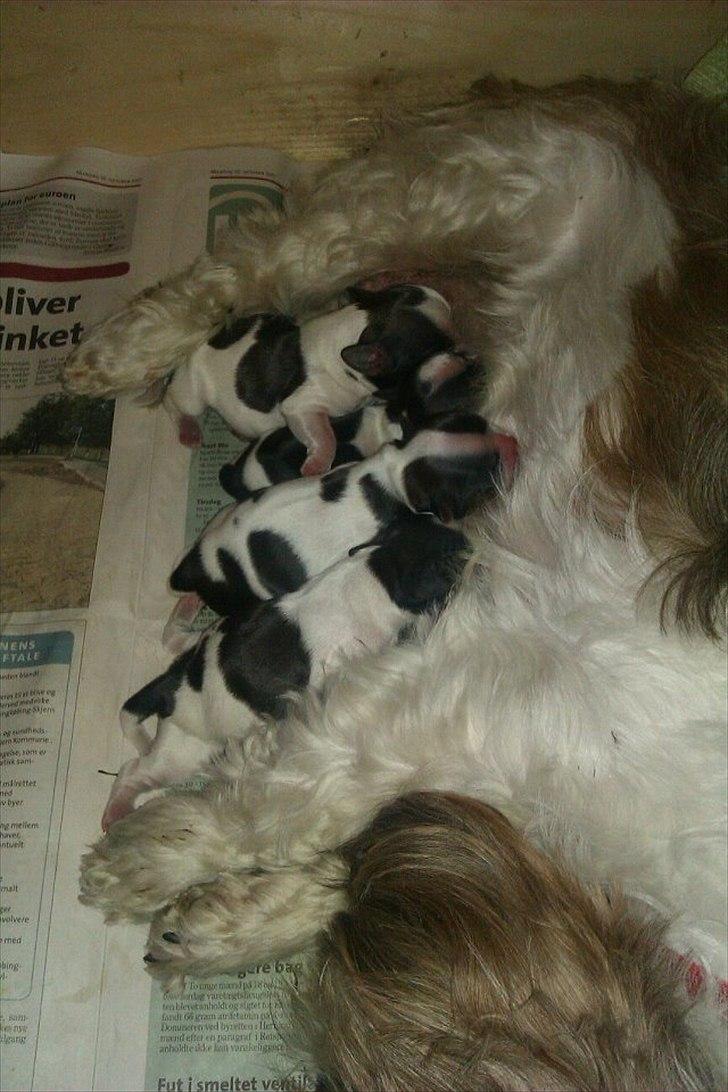 Shih tzu Kiki - (6timer) billede 2