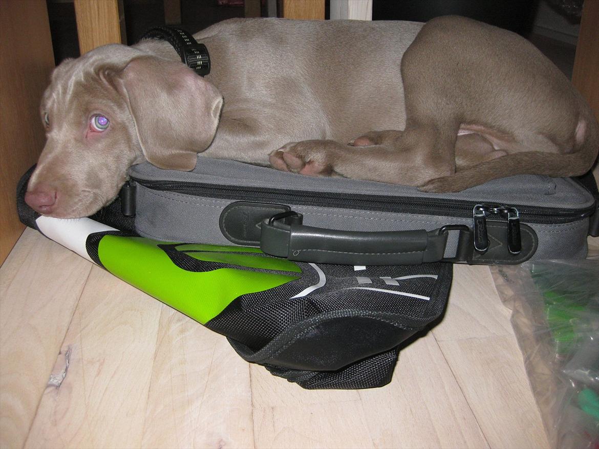 Weimaraner Kingo billede 3