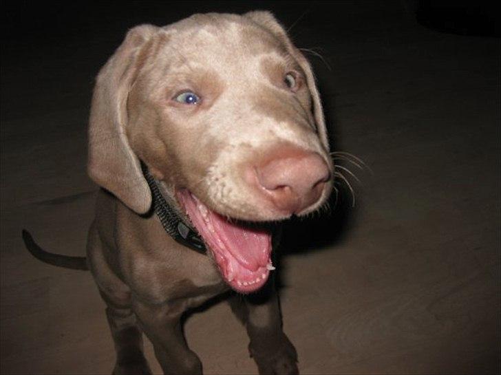 Weimaraner Kingo billede 4