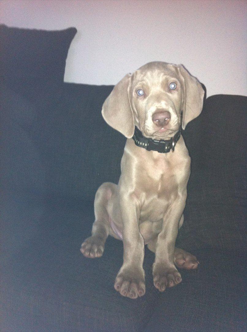 Weimaraner Kingo billede 5