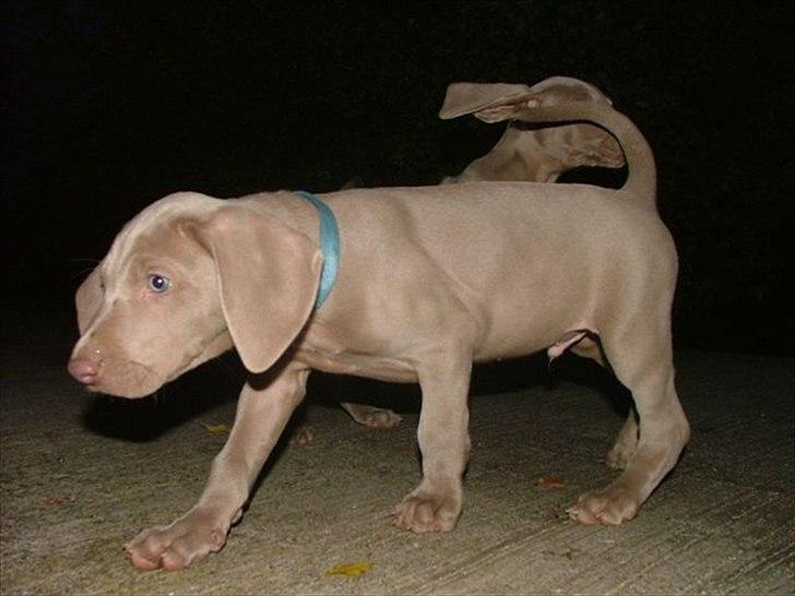 Weimaraner Kingo billede 6
