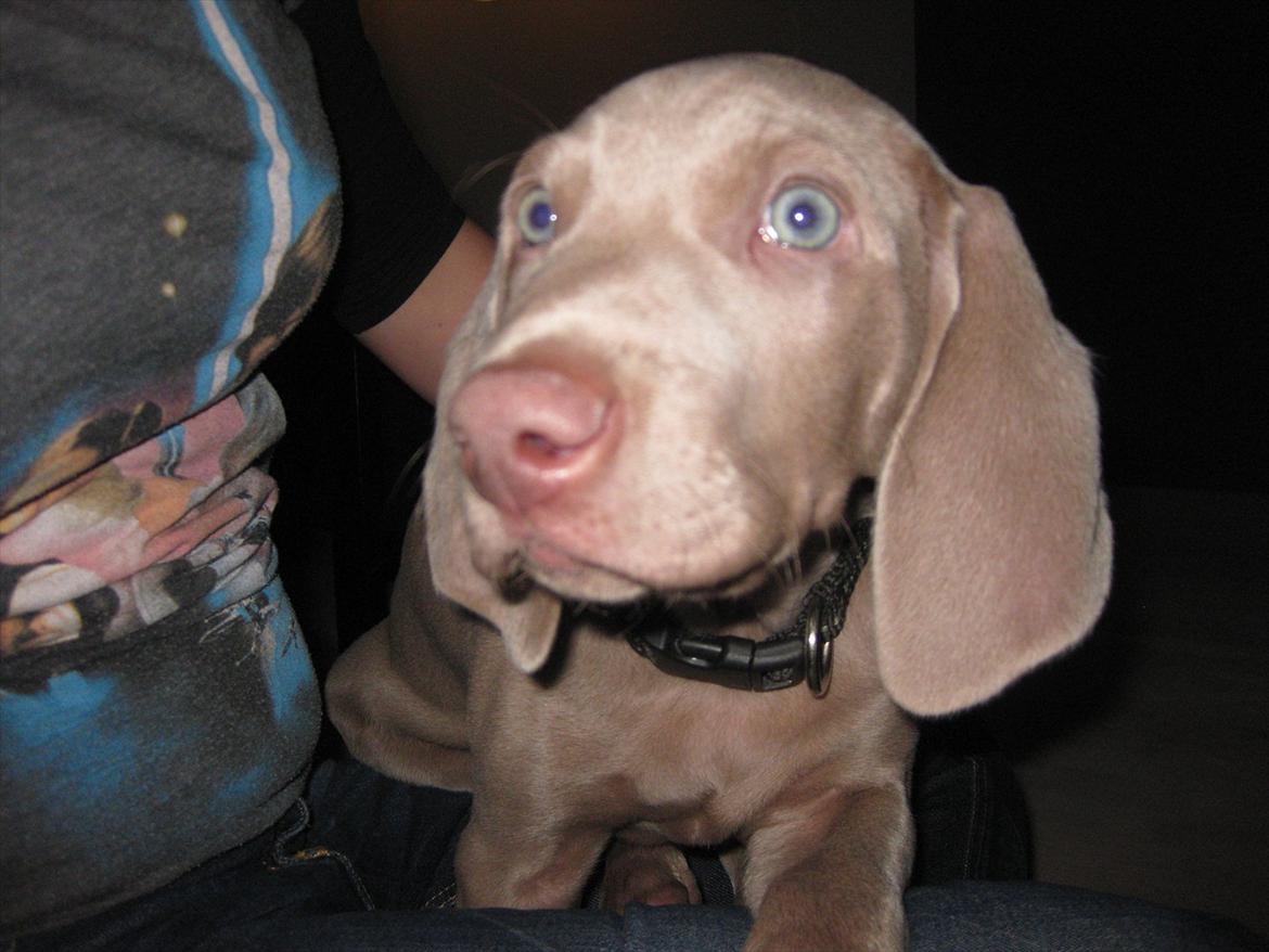 Weimaraner Kingo billede 7