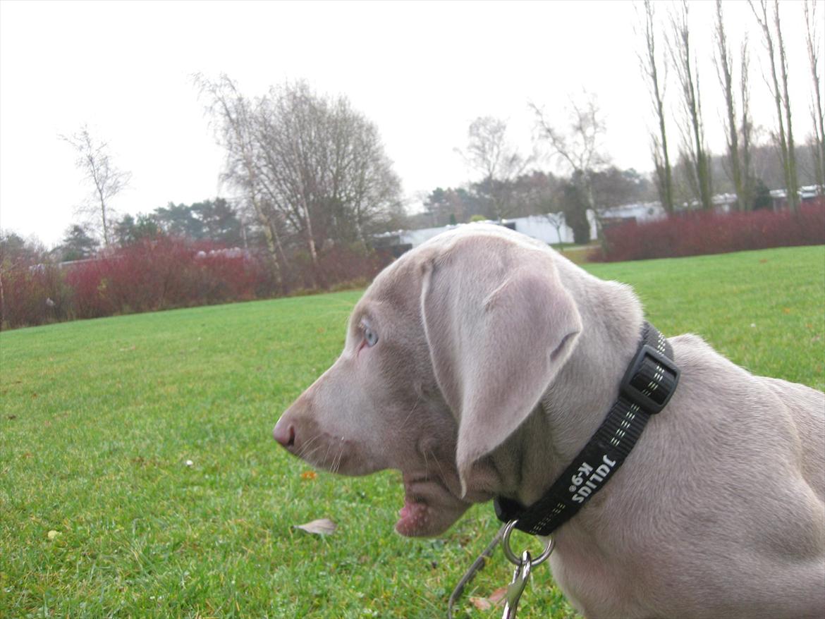 Weimaraner Kingo billede 8