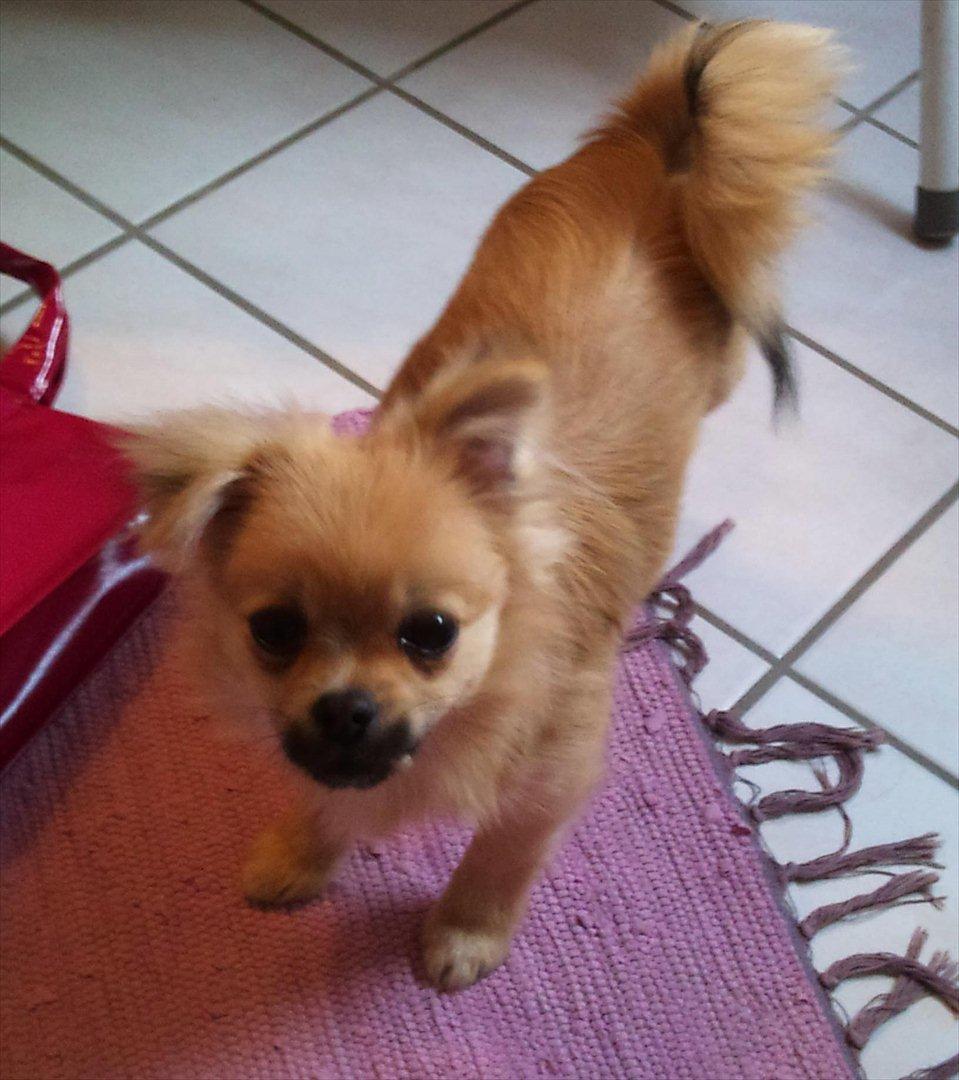 Blanding af racer Poppai billede 4