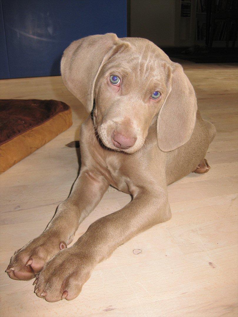 Weimaraner Kingo billede 2