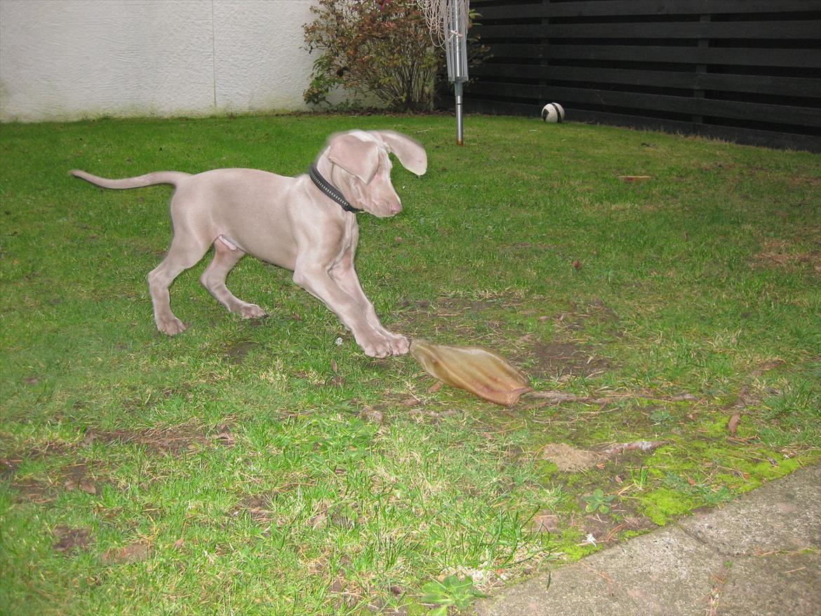 Weimaraner Kingo billede 9
