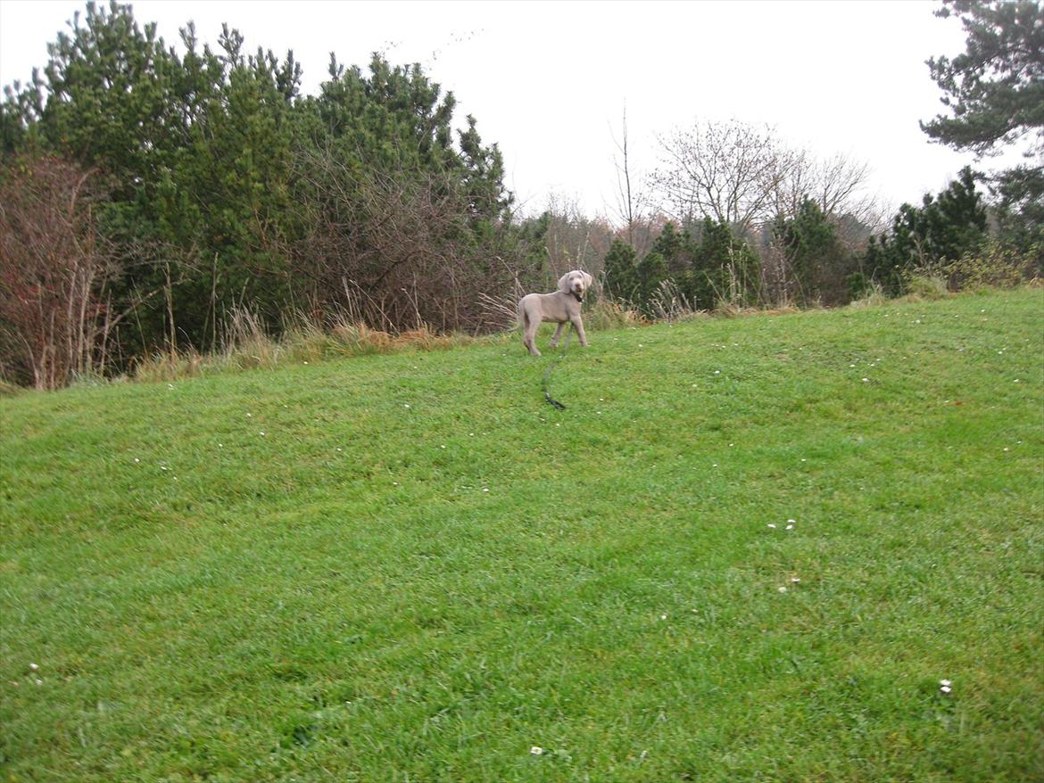 Weimaraner Kingo billede 10