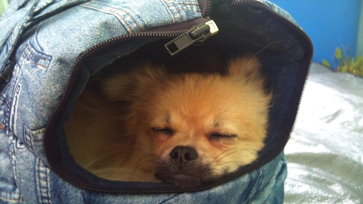 Blanding af racer Poppai billede 5