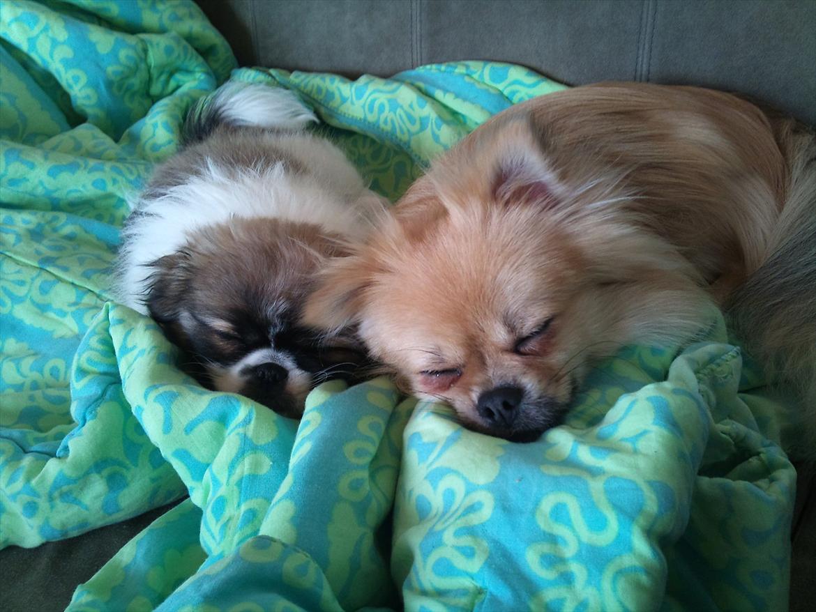 Blanding af racer Poppai - poppai og hans nevø Gandalf på 3 mdr.  billede 6