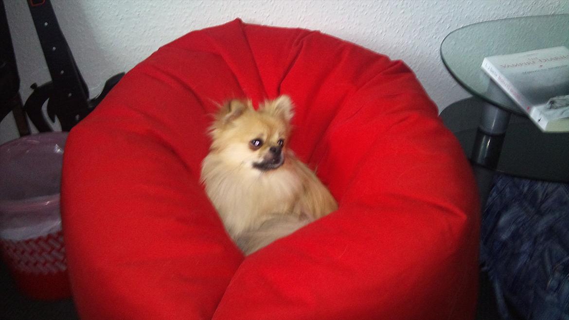 Blanding af racer Poppai - poppai i hans sækkestol. han elsker den.
1 år 5mdr.  billede 3