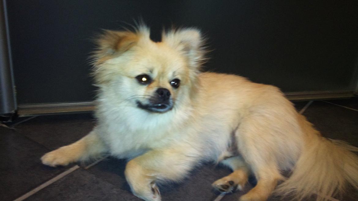 Blanding af racer Poppai - Sommer klipning 
1 år 7mdr. billede 2