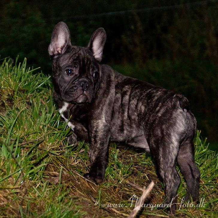 Fransk bulldog Ferdinan "Pumba" billede 14