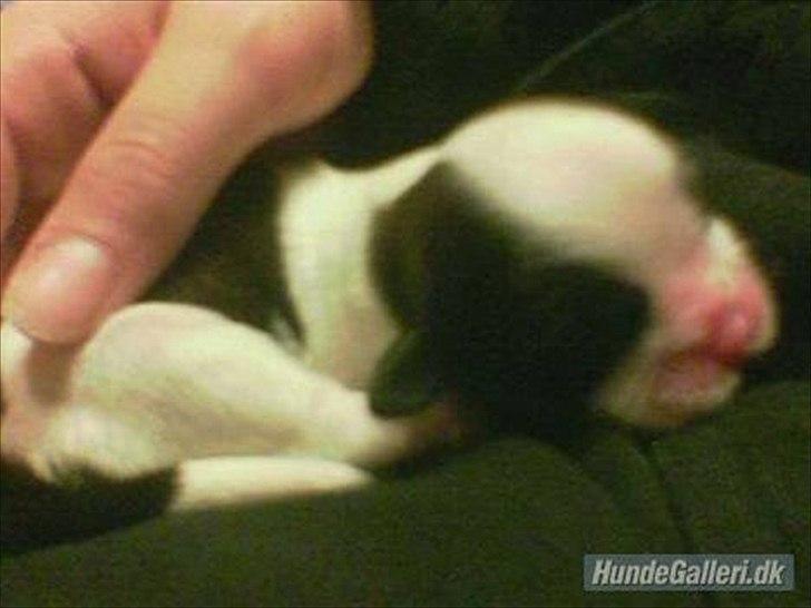 Shih tzu Ronja - her er hun en uge gammel, (cirka), jeg glædede mig så meget til at hun skulle med hjem. Æv, 7 uger endnu billede 2