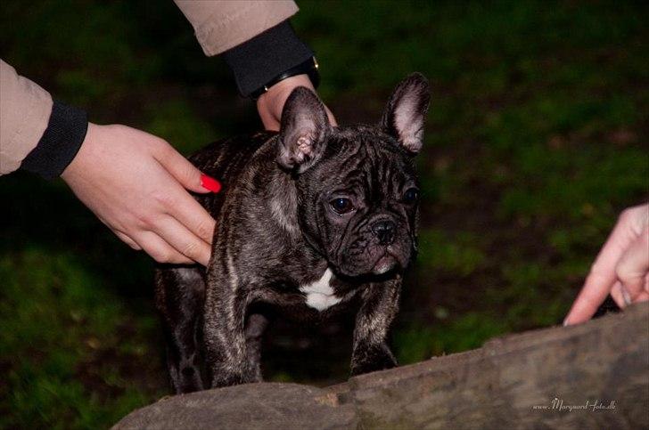 Fransk bulldog Ferdinan "Pumba" billede 15