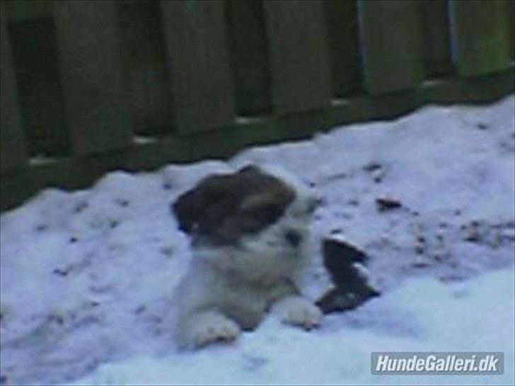 Shih tzu Ronja - Endelig kom hun hjem og jeg fik fundet kamerat frem. Første gang hun fik lov at lege med sne, eller i hele taget bare se sne. billede 4