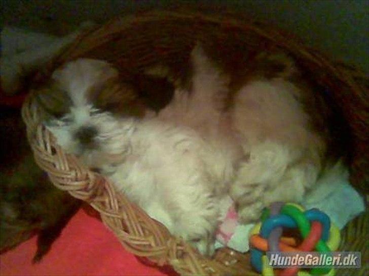 Shih tzu Ronja - Her er Ronja lige gået i seng, som lille hvalp skal man jo sove meget. billede 8