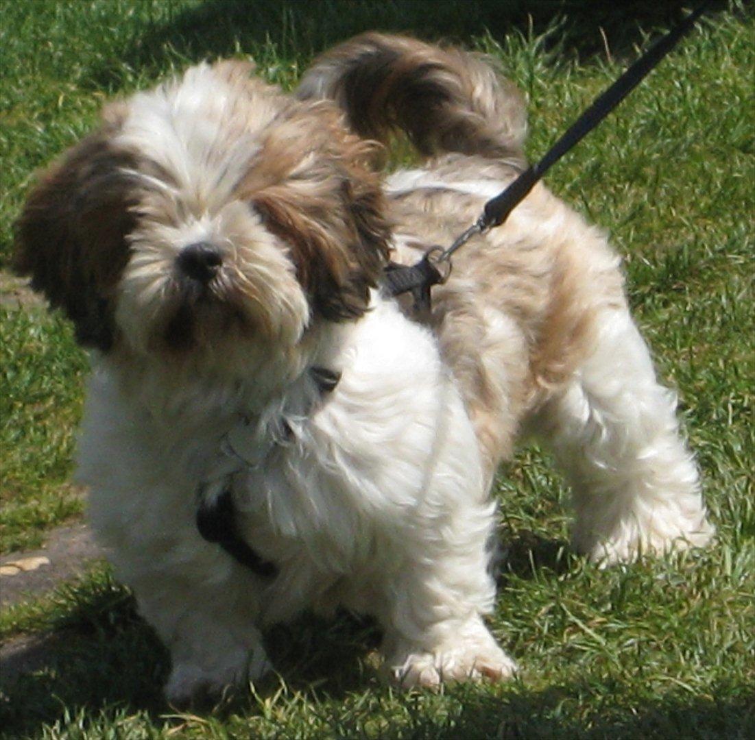 Shih tzu Ronja - Her er et rigtig godt billede af Ronja udendørs. Den smukke bjørn hun er, her er vi i zoo billede 14