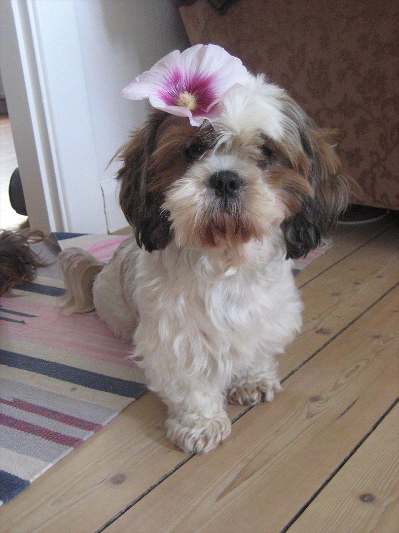 Shih tzu Ronja - Hawaii ronja klart til at finde nogle lækre drenge at flirte med. billede 17