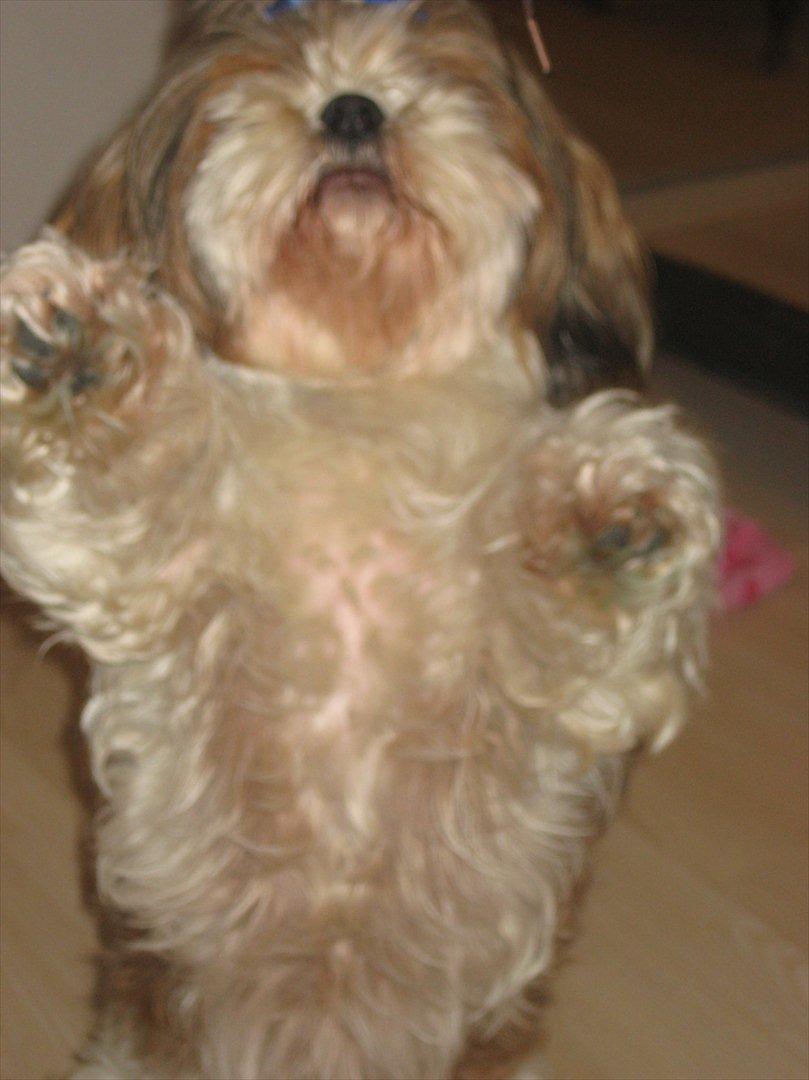 Shih tzu Ronja - Hvor hun lige har lært at danse. Hun er stadig ikke så go igen, men det bliver bedre dag for dag billede 13