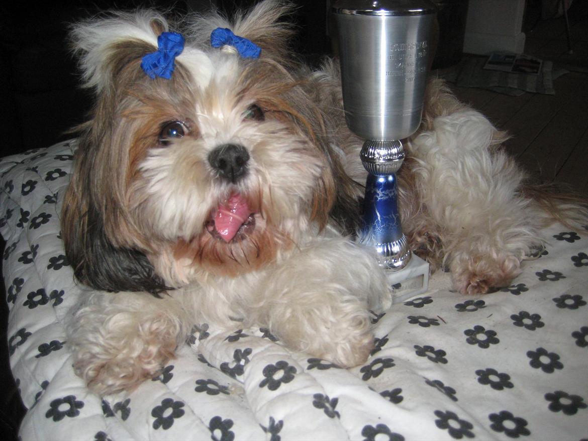 Shih tzu Ronja - Ronja lige efter vi vandt pokalen for unge under 18 år i dch -den der har gjort mest for klubben. billede 15