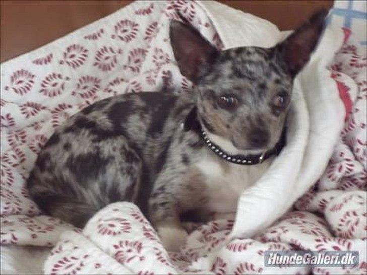 Blanding af racer Dina  (Himmelhund) - Billede fra tidligere ejer. billede 1