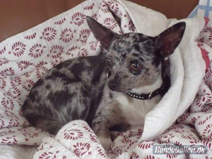 Blanding af racer Dina  (Himmelhund) - Billede fra tidligere ejer. billede 2