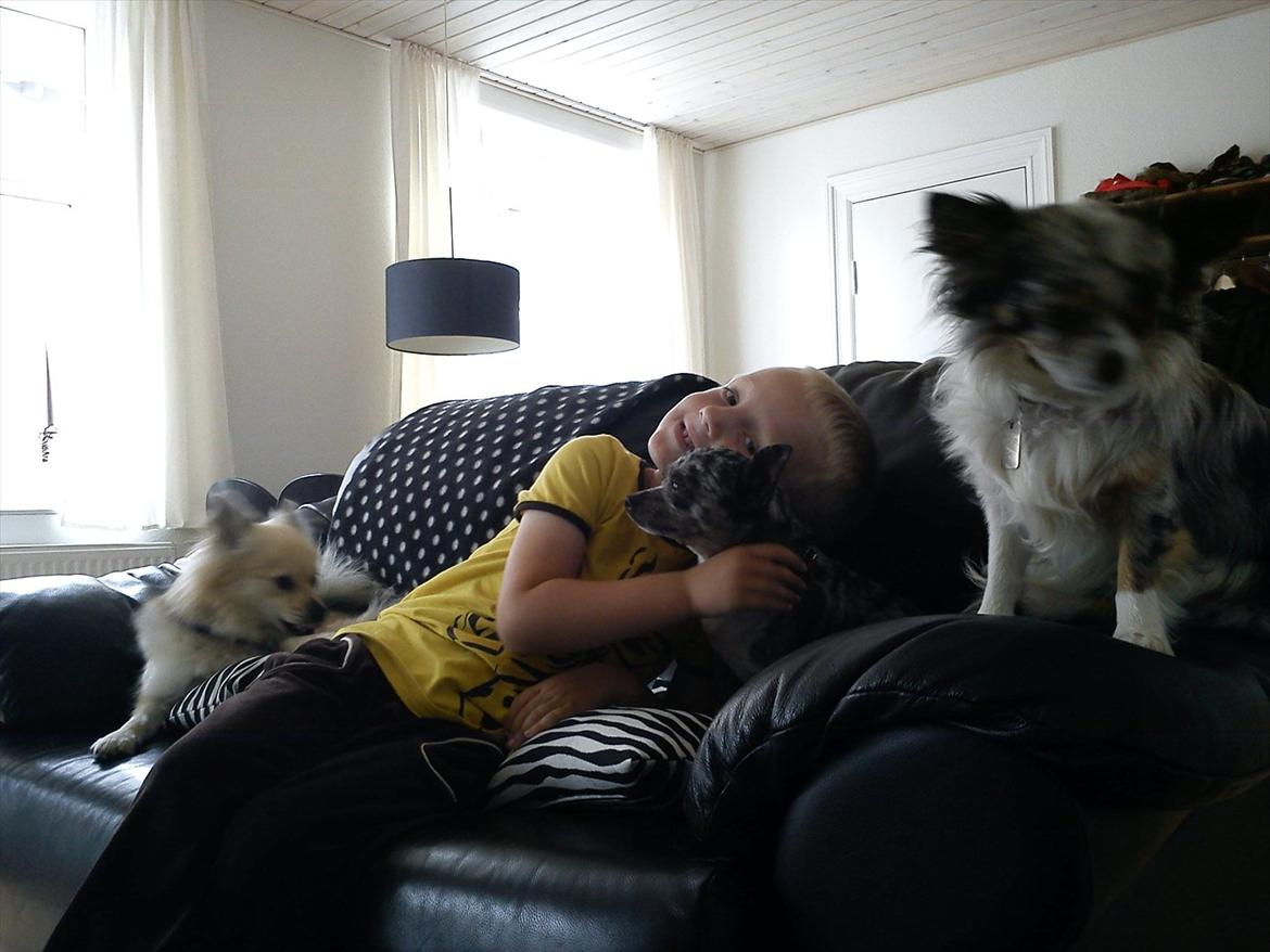 Blanding af racer Dina  (Himmelhund) - Dina hygger med Dixie, Dandie og Oliver. billede 3