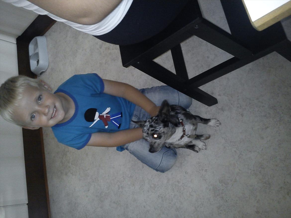 Blanding af racer Dina  (Himmelhund) - Dina og Oliver <3 billede 4